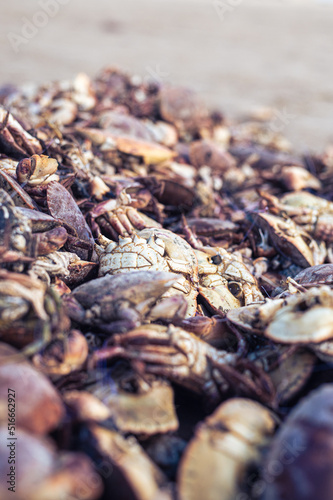 a large pile of dead crabs. High quality photo