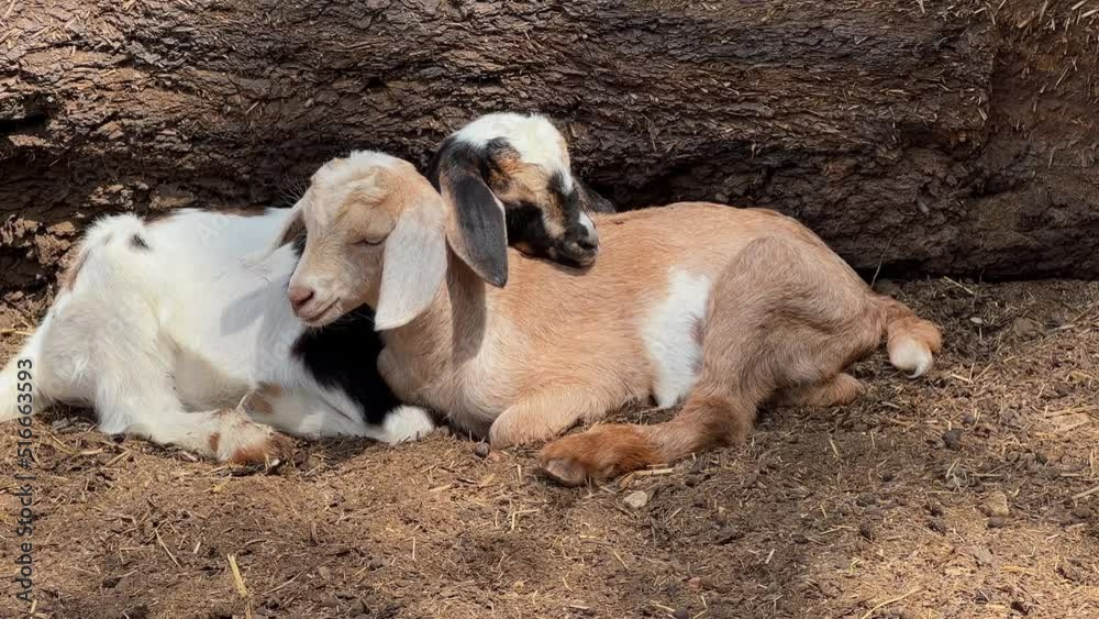 Two cute young goat kids snuggle on dirt together Two cute young goat kids snuggle on dirt together