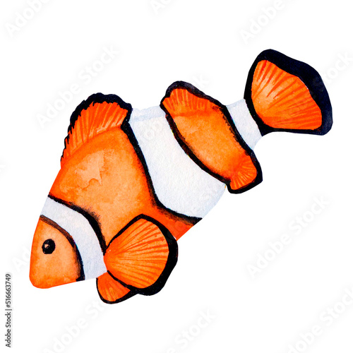 Reef fish. Watercolor Clownfish, element isolated on white background. Marine fauna..