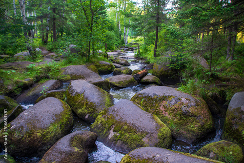 a mountain river with huge stones with green moss.wild forest of taiga.