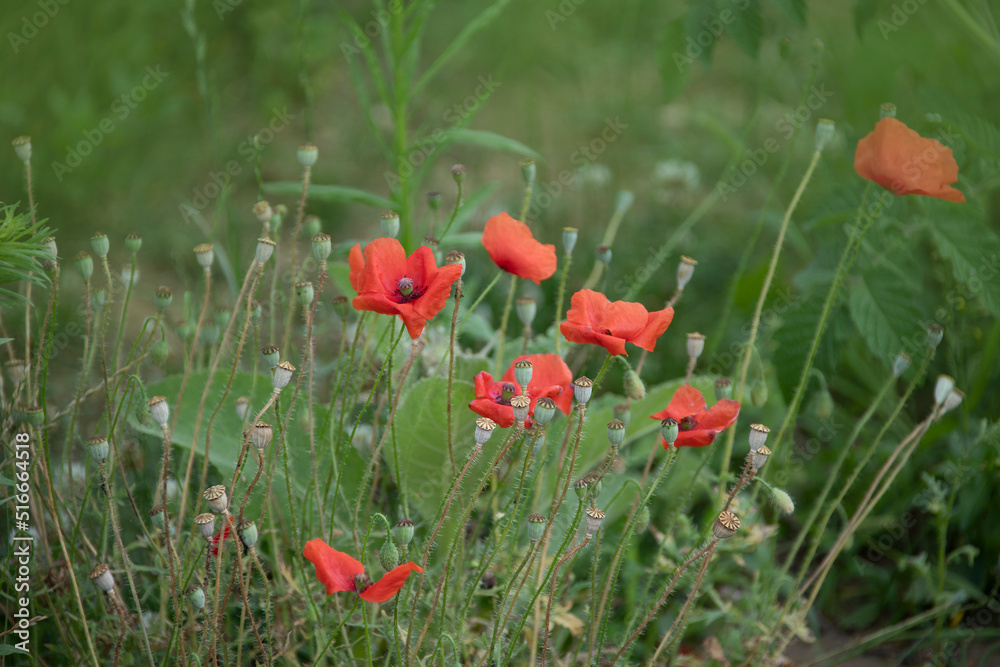 Red poppy flowers ( Papaver ) close-up on a blurred natural green background in the sunlight. Flower in the meadow.