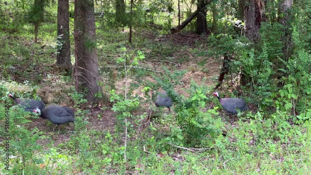 Group of guinea fowl roaming through the woods Group of guinea fowl roaming through the woods