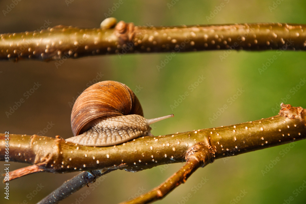 Edible snail, Burgundy snail, Helix pomatia in its natural habitat_6 Edible snail, Burgundy snail, Helix pomatia in its natural habitat_6