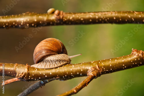 Edible snail, Burgundy snail, Helix pomatia in its natural habitat_6