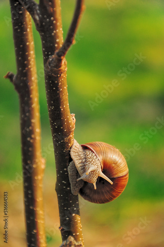 Edible snail, Burgundy snail, Helix pomatia in its natural habitat_5