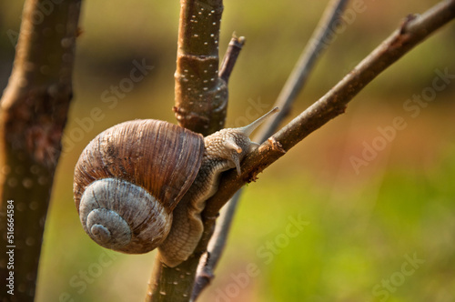 Edible snail, Burgundy snail, Helix pomatia in its natural habitat_4