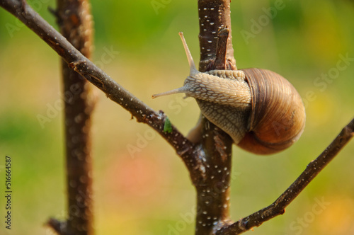 Edible snail, Burgundy snail, Helix pomatia in its natural habitat_3