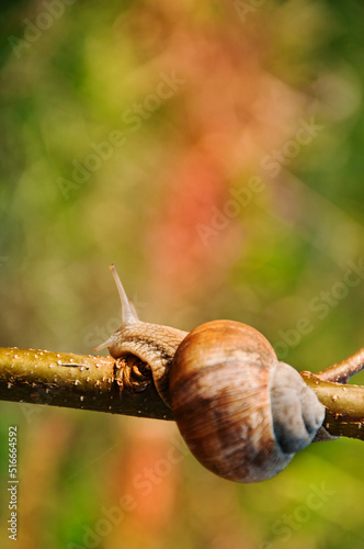 Edible snail, Burgundy snail, Helix pomatia in its natural habitat_2