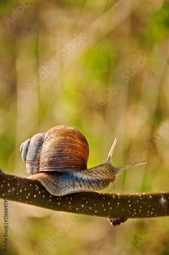 Edible snail, Burgundy snail, Helix pomatia in its natural habitat_1