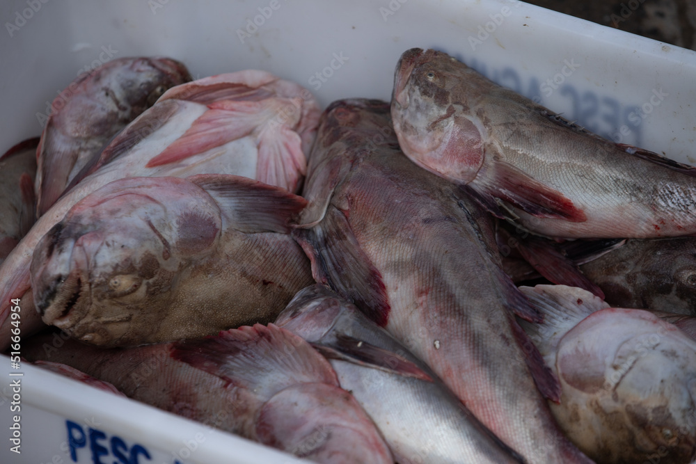 fresh fish in a market