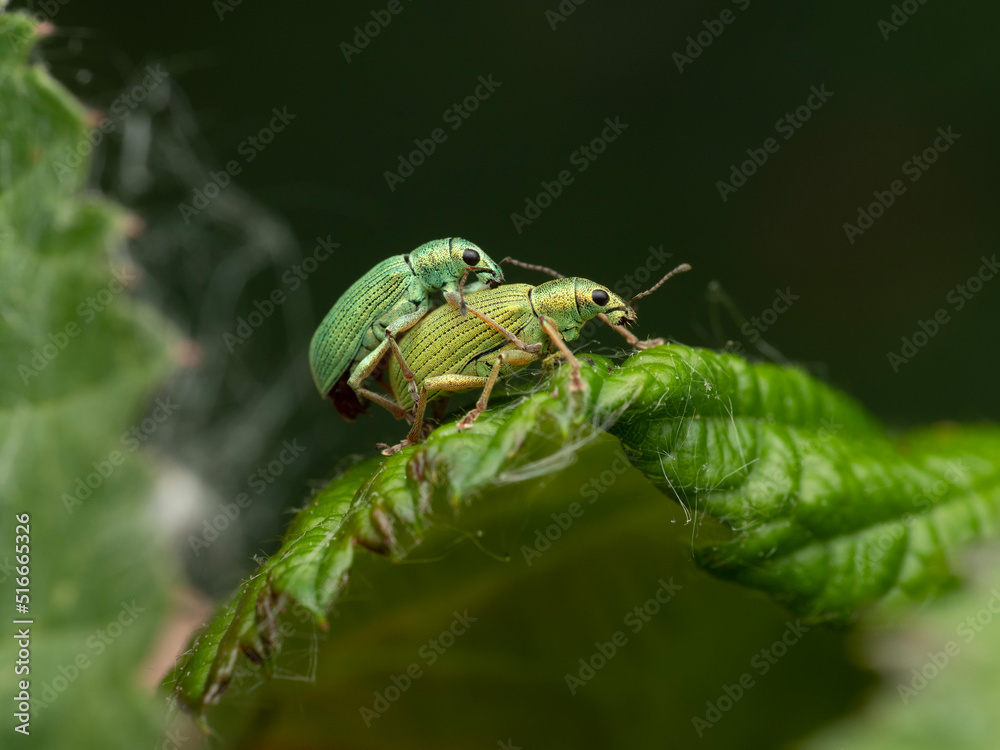 Weevils mating Weevils mating