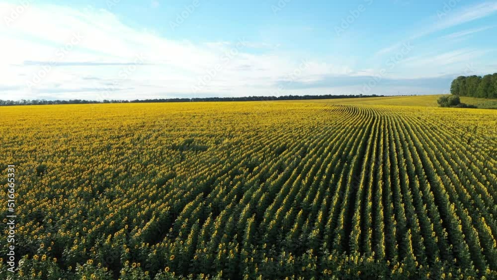 A field with blooming sunflowers at sunset. A field with blooming sunflowers at sunset.