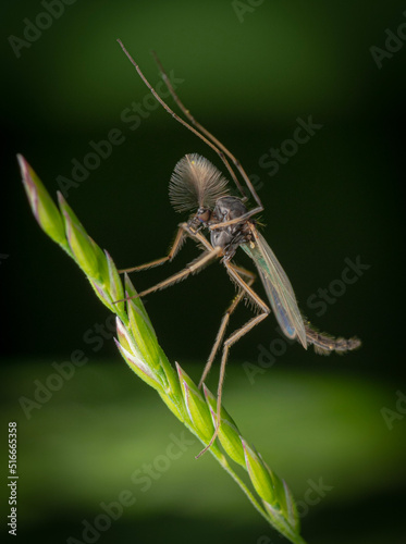 fly on grass photo