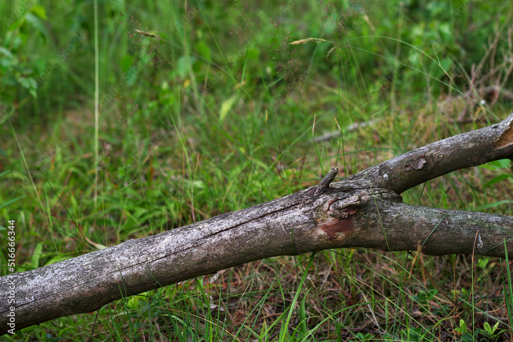 dry tree trunk with grass in summer forest dry tree trunk with grass in summer forest