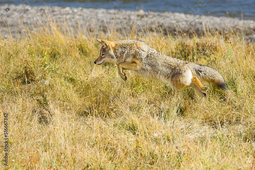 Coyote in Yellowstone National Park jumping in seach of a meal against the yellow grass of fall © IanDewarPhotography