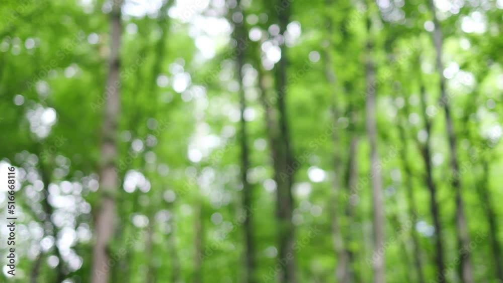 Forest morning sun rays light jungle green grass nature. High quality 4k footage Forest morning sun rays light jungle green grass nature. High quality 4k footage