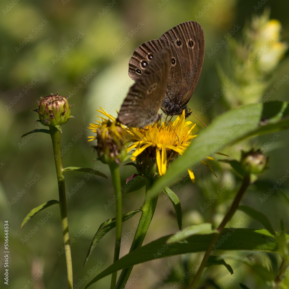 Obraz premium Schmetterling