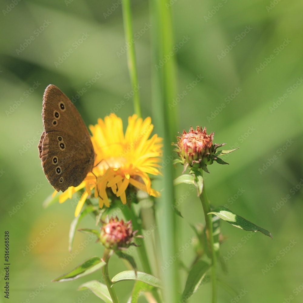 Obraz premium Schmetterling