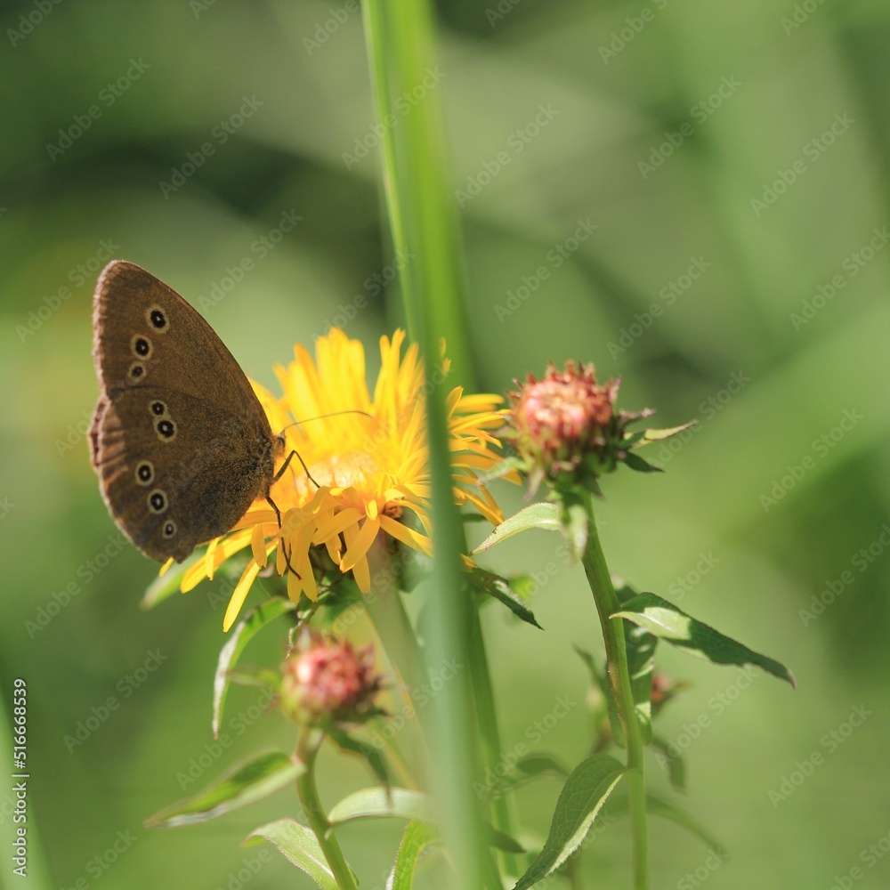 Obraz premium Schmetterling