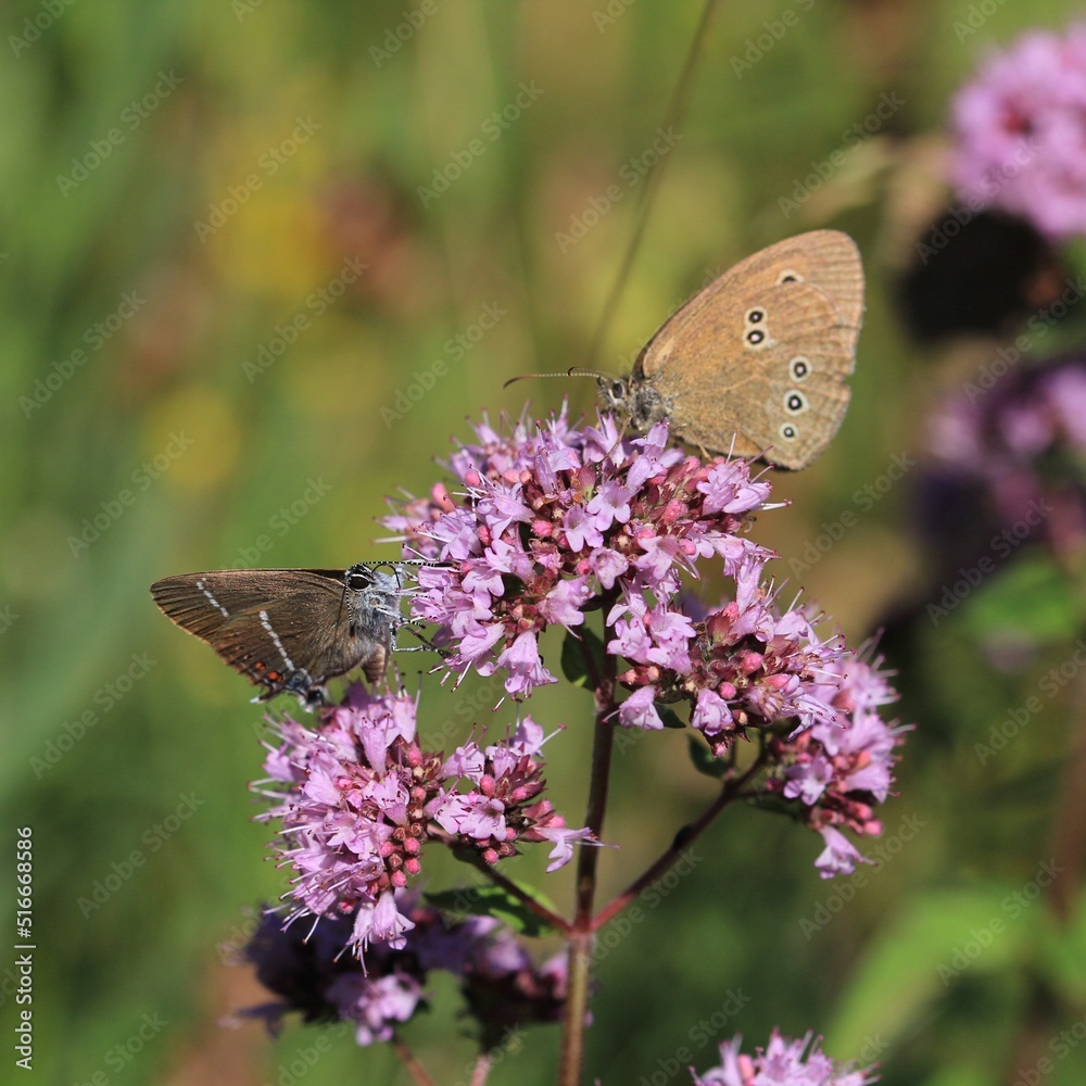 Obraz premium Schmetterling