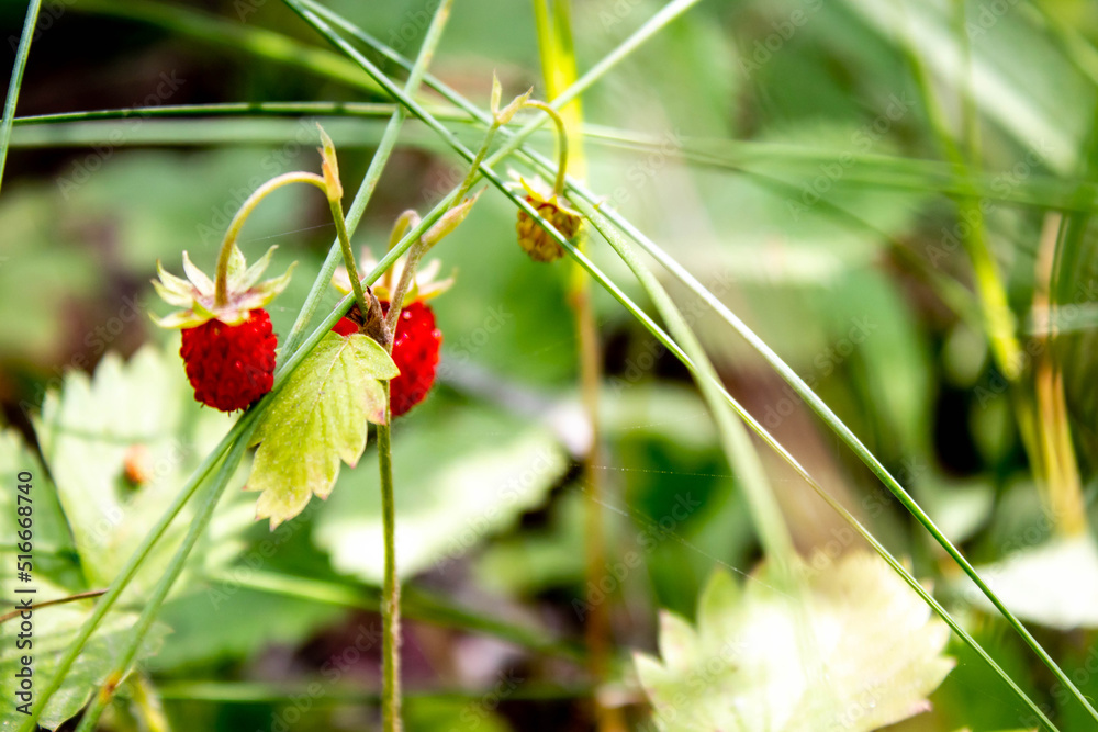 Red and green strawberry berries with white flowers in wild meadow, close up. Red and green strawberry berries with white flowers in wild meadow, close up.