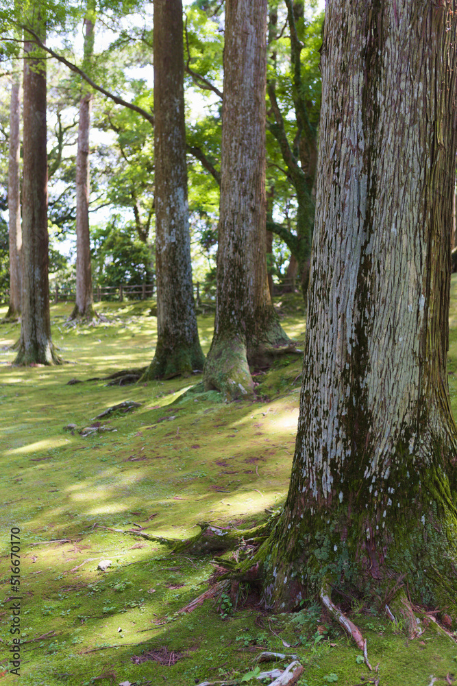 Obraz premium 飫肥城内の飫肥杉 