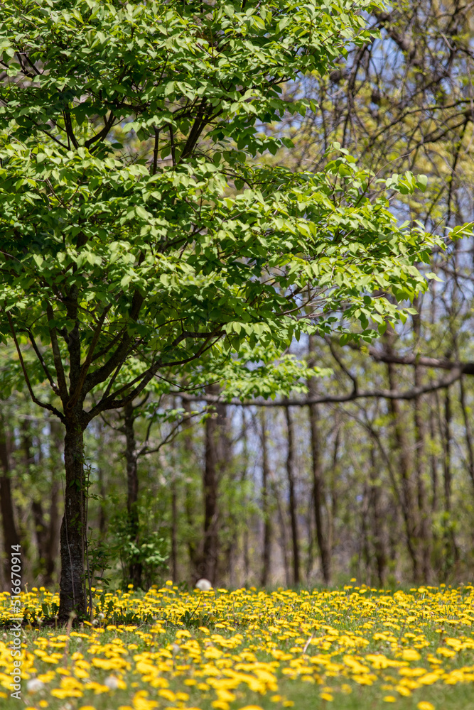 Obraz premium Dandelions and trees