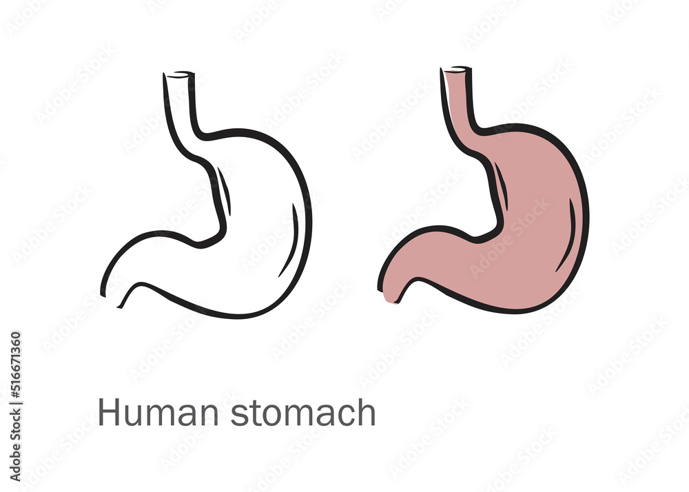 simplified graphic, basic lines, human stomach simplified graphic, basic lines, human stomach