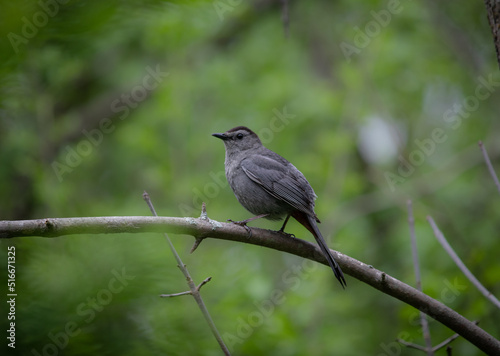 Gray bird