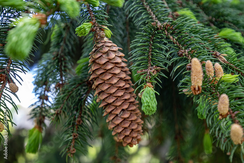 Pinecone evergreen