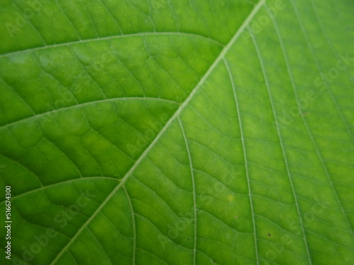 detailed green leaf texture