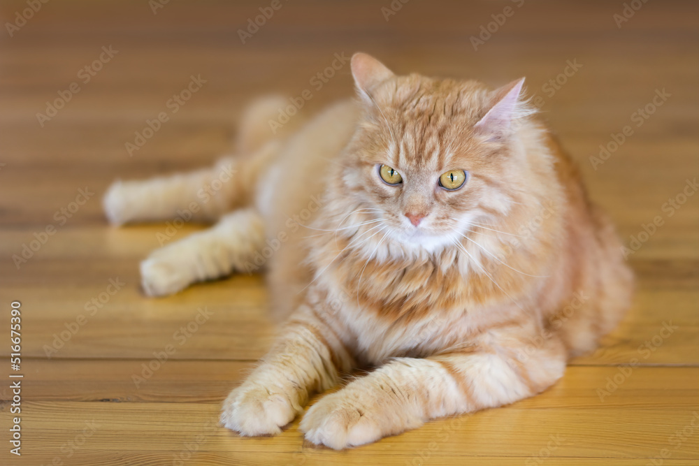 Fluffy red cat with green eyes on the parquet floor