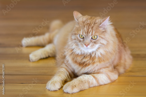 Fluffy red cat with green eyes on the parquet floor