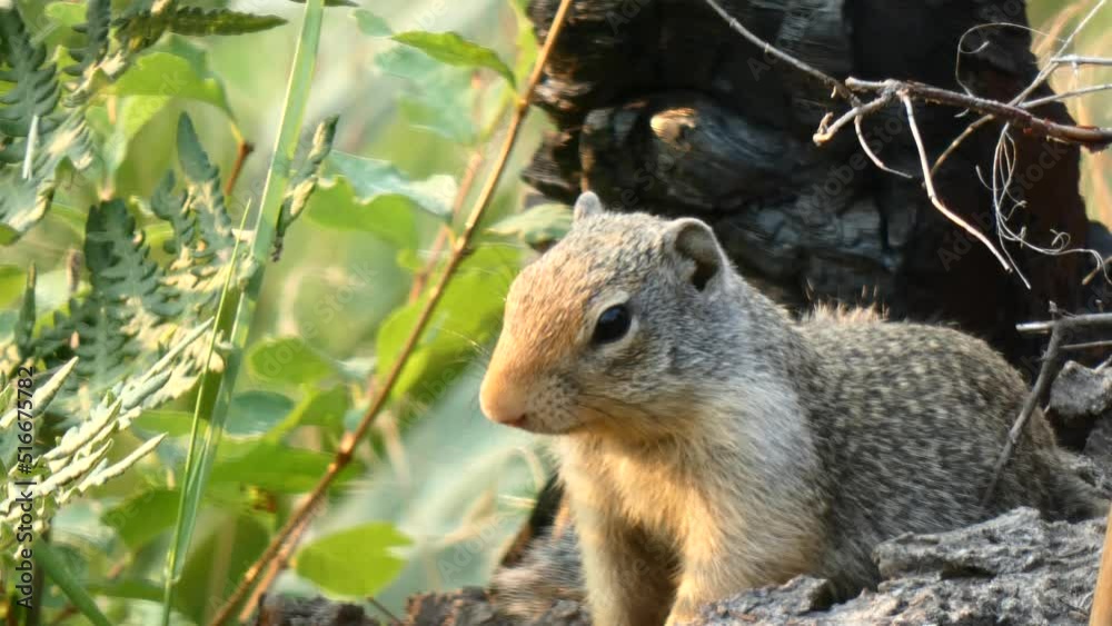 Squirrel Watches from Beautiful Summer Lookout Closeup LOOP Squirrel Watches from Beautiful Summer Lookout Closeup LOOP