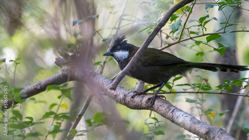 Eastern whipbird (Psophodes olivaceus) in the forest, Sydney, Australia photo