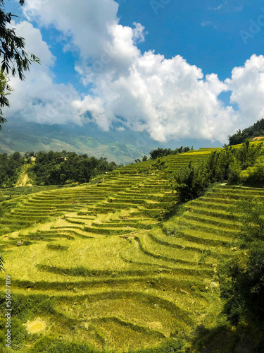 sapa hills vietnam rice field