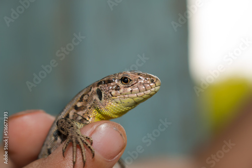 Scaly lizard from the suborder of reptiles