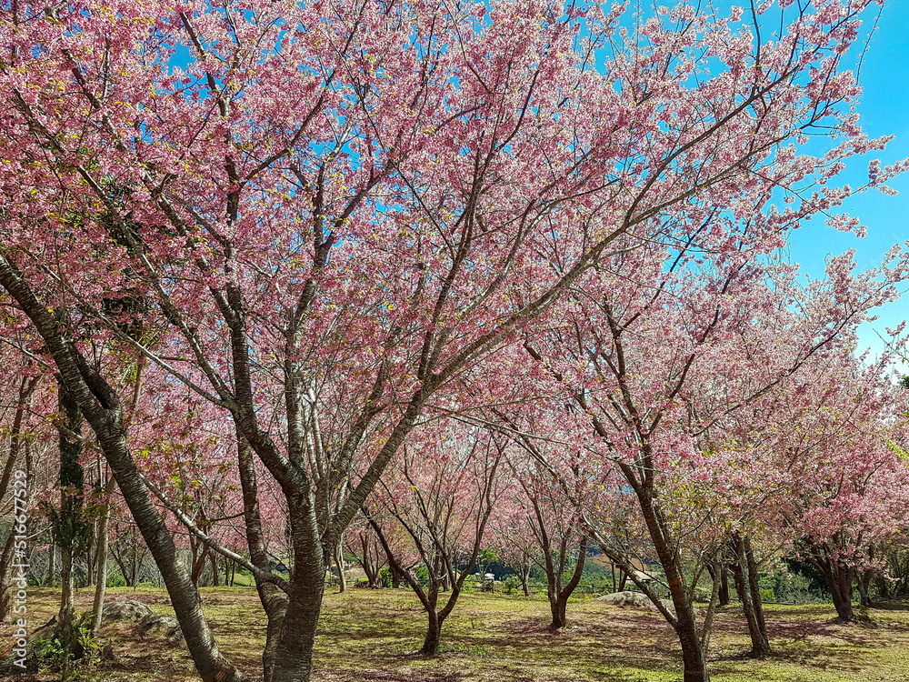 Cherry trees in bloom in southeastern Brazil