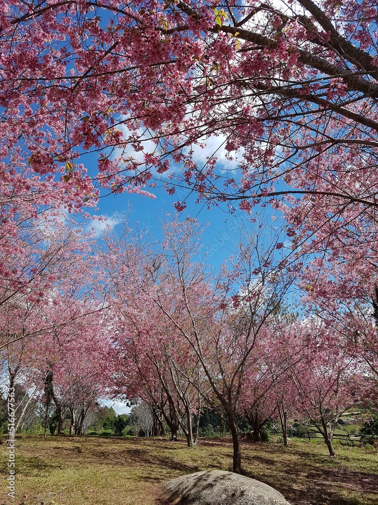 Cherry trees in bloom in southeastern Brazil Cherry trees in bloom in southeastern Brazil