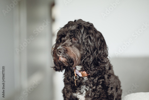 Black Cavoodle breed dog sitting on furniture indoors at home