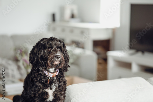 Black Cavoodle breed dog sitting on furniture indoors at home