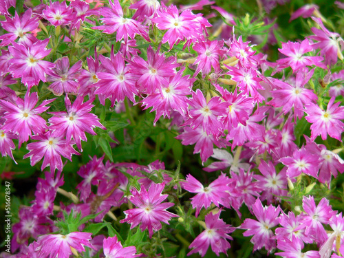 Close up of pink and white phlox flowers
