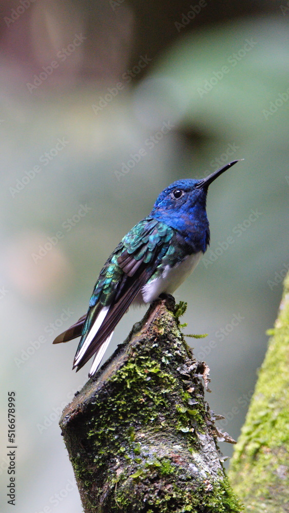 Naklejka premium White-necked jacobin (Florisuga mellivora) hummingbird perched on a stick in Mindo, Ecuador
