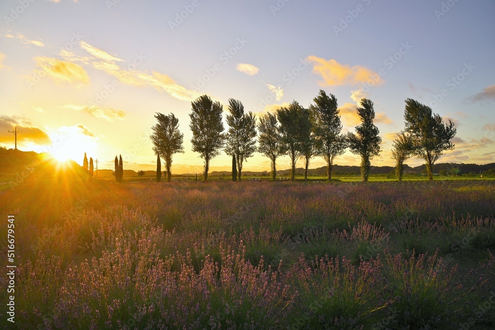 ラベンダー畑とポプラ並木の夕日　佐倉ラベンダーランド