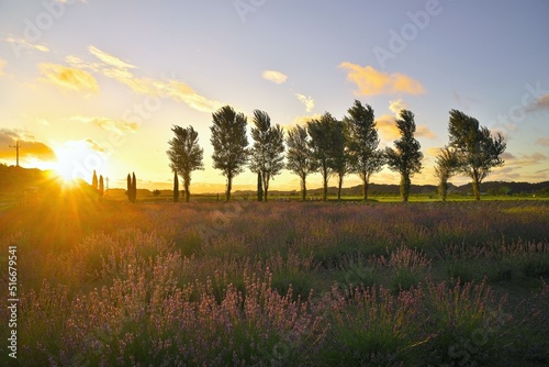 ラベンダー畑とポプラ並木の夕日 佐倉ラベンダーランド