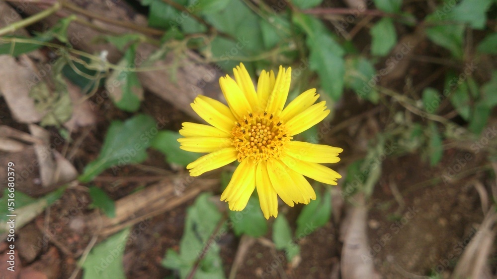 Flor Margarida Flor Margarida
