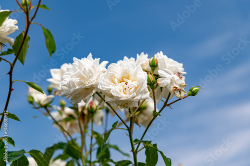 白いバラ © Terara