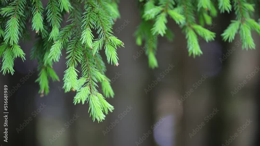 Young and green new branches of needles appeared on the spruce. Slowly the branches sway in the wind, on a beautiful background with bokeh Young and green new branches of needles appeared on the spruce. Slowly the branches sway in the wind, on a beautiful background with bokeh