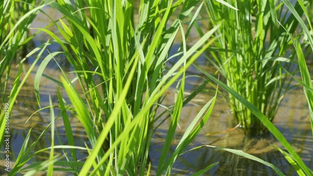 Rice seedlings planted in a paddy field in mid-summer in Japan, exuding vitality. Rice seedlings planted in a paddy field in mid-summer in Japan, exuding vitality.