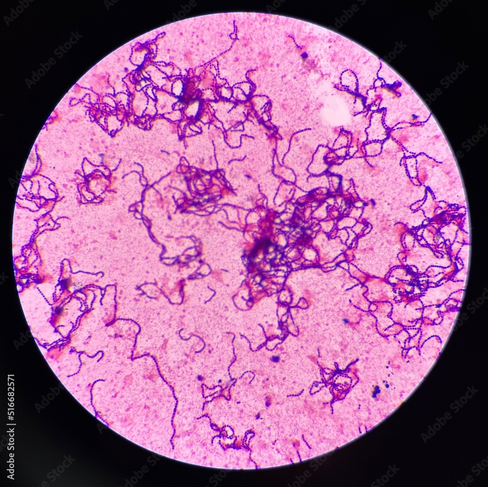 Bacteria cells Bacteria cells